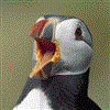 Puffin by Laurie Campbell